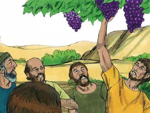 The spies picked the largest cluster of bulging grapes they had ever seen