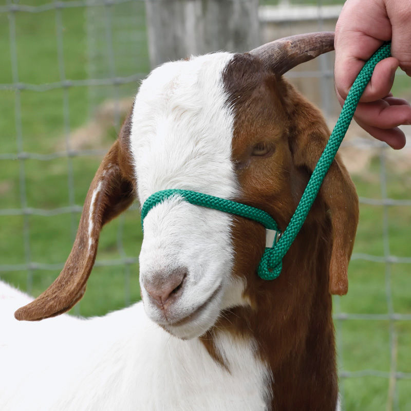 goat with rope