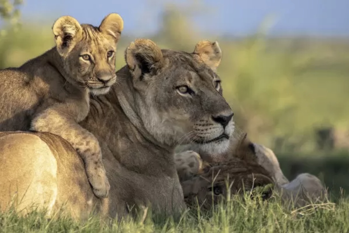 lion mother and cubs